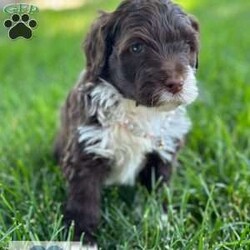 Georgia/Portuguese Water Dog									Puppy/Female	/5 Weeks,Meet Nadia’s “G” Litter, AKC Portuguese Water Dogs. They should be 30-40lbs full grown. These beautiful babies are being rasied with children and socialized, loved and cuddled everyday. They are a playful family dog breed that likes to walk, run, and adventures.