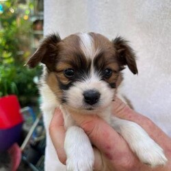 4 beautiful Papillon boys/Papillon/Male/7 weeks,Happy,healthy and beautifully marked boys.
1 black and white, 1 strongly red sable,2 darker red sable. Dad is a red sable,KC registered and genetically tested,certificates can be seen when visiting.
Mum is a pure bred Papillon, but not KC registered, she is v sweet natured and loving.
First vaccinations will be done,worming and health checks too before leaving.
I also have two, 10 weeks old girls available ,both v beautiful.
Please contact me for more information, thanks Theresa