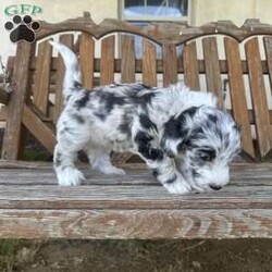 Baylee/Mini Sheepadoodle									Puppy/Female	/April 25th, 2024,Meet Baylee, a mini F1b Sheepadoodle. Baylee is a sweetheart. Her rare black and white merle coloring makes her one of a kind. She is curious, likes to play, and explore, and is quick to be right by your side. She is vet-checked, current on vaccinations, has been dewormed, and comes with a health guarantee. She received early neurological stimulation to help with higher intelligence, better health, and a more even, sweet temperament. She is currently potty training, and being socialized. She is family-raised alongside her twin brother, Baxter, with lots of love and attention and will make an easy transition into a forever family.