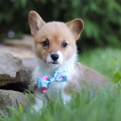 Kate/Pembroke Welsh Corgi									Puppy/Female	/6 Weeks,Meet Kate, our adorable AKC Pembroke Welsh Corgi with her short legs, fluffy coat and perky ears she exudes cuteness from every angle. Her playful spirit lights up the room as she enthusiastically explores every nook and cranny, tail wagging with uncontainable joy. Her intelligence shines through in her quick grasp of commands, making training sessions a breeze. Yet, when the day’s adventures wind down, she transforms into a cuddle expert, snuggling close with a warmth that melts away stress. As she grows, she promises to be not just a pet but a cherished family member, ready for a lifetime of shared moments and unwavering companionship. Whether she’s frolicking in the grass, chasing after toys, or simply snuggling up for a nap, her charm knows no bounds.