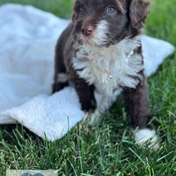 Georgia/Portuguese Water Dog									Puppy/Female	/5 Weeks,Meet Nadia’s “G” Litter, AKC Portuguese Water Dogs. They should be 30-40lbs full grown. These beautiful babies are being rasied with children and socialized, loved and cuddled everyday. They are a playful family dog breed that likes to walk, run, and adventures.