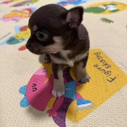 Pure breed Chihuahuas /Chihuahua (Smooth Coat)/Female/Younger Than Six Months,Female Pure breed chihuahuasRare Chocolate Tri coloursAll smooth coatReady to go 9/6/24Puppies have been vet checked, microchipped and vaccinatedParents can be viewedGenuine enquires onlyText or call and leave a message******** 420 REVEAL_DETAILS 