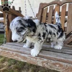 Baylee/Mini Sheepadoodle									Puppy/Female	/April 25th, 2024,Meet Baylee, a mini F1b Sheepadoodle. Baylee is a sweetheart. Her rare black and white merle coloring makes her one of a kind. She is curious, likes to play, and explore, and is quick to be right by your side. She is vet-checked, current on vaccinations, has been dewormed, and comes with a health guarantee. She received early neurological stimulation to help with higher intelligence, better health, and a more even, sweet temperament. She is currently potty training, and being socialized. She is family-raised alongside her twin brother, Baxter, with lots of love and attention and will make an easy transition into a forever family.