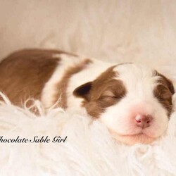 Border Collie Puppies Pedigree/Border Collie/Female/Younger Than Six Months,Wattledale Border Collies is excited to announce that we welcomed 4 absolutely gorgeous Pedigree babies on the 26/05/2024, to parents Phoebe and Keith.Puppies are currently 1 week old.We are taking expressions of interest for the following:Seal BoyDark Sable GirlChocolate Sable GirlBlack and White Girl (SOLD)Puppies will be ready to go home on the 21/07/2024 at 8 weeks of age.Mum Phoebe is a Sable long hair with a medium drive. Dad Keith is a Chocolate long hair, also with medium drive. While they love their exercise, they also love their lounge time with their family. Both dogs have absolutely wonderful natures, being very affectionate, loyal and intelligent.Early socialisation is extremely important in young puppies, and ours are lucky enough to be born onto a large property with a variety of chooks, ducks, cats, other dogs and wildlife. We also have small children.Every puppy will go to a different home with a different environment. Therefore we strive to ensure our babies are exposed to as many different things as possible in a positive way.Our Puppies will come to you*With Pedigree papers (limited registration, meaning pets only and not for breeding, Mains register can be negotiated if appropriate )*Fully vet checked*Microchipped*wormed every 2 weeks since birthA puppy pack to get you startedDNA testing results and pedigree papers of both mother and fatherIf transportation is required for interstate, this can be arranged by the new owner and at their cost.We encourage new owners to come and meet the puppies in person if possible as this helps when they go to their new homes.Both parents have been DNA tested through Orivet to ensure they are clear of any inheritable diseases that Border Collies are know for, ensuring your puppy wont ever get them.If you have any questions or would like extra photos or videos, do not hesitate to ask. Please no time wasters. Puppies will only go to approved homes so please do your research.Call, email or message or head to our facebook page Wattledale BorderCollies.We are registered breeders with the MDBA and you can clarify my registration throughhttps://www.mdba.net.au/breedercheck.htmlMDBA member number 26580