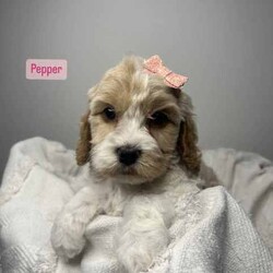 Spoodlier Pups - 6 weeks old - 5 girls available - PRICE NEGOTIABLE /Other/Female/Older Than Six Months,PRICE NEGOTIABLEIntroducing Our Adorable Spoodlier Puppies!We are thrilled to announce the arrival of our precious litter of Spoodlier puppies, born on 17/04/2024! These delightful pups are a perfect blend of two beloved breeds, promising a lifetime of love, loyalty, and laughter.Spoodliers are extremely popular due to their smart, friendly and affectionate personlities, whilst remaining small in size with an estimated adult maximum weight of only around 5-7kg. This unique breed has a non-shedding, hyperallergenic coat which makes them the ideal inside family pet.Here's what makes our Spoodlier puppies so special: Breed: Spoodlier (Cocker Spaniel & Cavoodle) Temperament: They are easy going, intelligent, affectionate and very loving Coat: Soft, hypoallergenic, and non-shedding, with beautiful variations of colors and markings Size: Small to medium-sized (5-7kg) ideal for indoor living and outdoor adventures, adaptable to various living spaces Health: Our puppies will receive top-notch veterinary care, including vaccinations, deworming, microchipping and thorough health checks. They come with a clean bill of health and a health guarantee. Socialization: Raised in a loving home environment, our puppies are well-socialized with people of all ages, other pets, and everyday household noises, ensuring they grow into confident and well-adjusted companions. Training: Beginning crate and toilet training, our puppies are eager to learn and ready to embark on training adventures with their new families. We provide guidance and support to help you continue their training journey. Companionship: Whether cuddled up on the couch or exploring the great outdoors, our Spoodlier puppies thrive on companionship and are devoted to bringing joy and companionship to your life.About UsAt Woof Wonderland Co, we pride ourselves in raising the happiest, healthiest puppies possible. Our main goal is to ensure the puppies are raised in the exact same manner in their new homes, ensuring that each family can provide the appropriate needs and care for the puppy.Go to our website for more - https://sites.google.com/view/woof-wonderland-co/homeWe are looking for responsible and loving individuals or families to provide forever homes for these adorable bundles of joy. If you're interested in welcoming a Spoodlier puppy into your life, don't hesitate to reach out!Contact me today on ******** 302 to learn more, schedule a meet-and-greet, or inquire about adoption. REVEAL_DETAILS Safiyah - SOLDPeaches - AvailableCinnamon - AvailablePepper - AvailablePumpkin - AvailableApricot - AvailableCostPlease note that cost is $3000 per puppy.A deposit of $500 is required to secure a puppy which is non-refundable. Final payments are due when puppy is 7 weeks of age.Puppy will be ready for their new furever home on or around 8 weeks of age.Hurry, these precious puppies won't be available for long! Secure your furry friend and embark on a lifetime of unforgettable memories together.Taylor******** 302 REVEAL_DETAILS BIN : BIN0013526948840