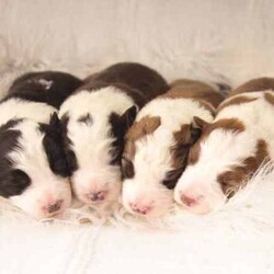 Border Collie Puppies Pedigree/Border Collie/Female/Younger Than Six Months,Wattledale Border Collies is excited to announce that we welcomed 4 absolutely gorgeous Pedigree babies on the 26/05/2024, to parents Phoebe and Keith.Puppies are currently 1 week old.We are taking expressions of interest for the following:Seal BoyDark Sable GirlChocolate Sable GirlBlack and White Girl (SOLD)Puppies will be ready to go home on the 21/07/2024 at 8 weeks of age.Mum Phoebe is a Sable long hair with a medium drive. Dad Keith is a Chocolate long hair, also with medium drive. While they love their exercise, they also love their lounge time with their family. Both dogs have absolutely wonderful natures, being very affectionate, loyal and intelligent.Early socialisation is extremely important in young puppies, and ours are lucky enough to be born onto a large property with a variety of chooks, ducks, cats, other dogs and wildlife. We also have small children.Every puppy will go to a different home with a different environment. Therefore we strive to ensure our babies are exposed to as many different things as possible in a positive way.Our Puppies will come to you*With Pedigree papers (limited registration, meaning pets only and not for breeding, Mains register can be negotiated if appropriate )*Fully vet checked*Microchipped*wormed every 2 weeks since birthA puppy pack to get you startedDNA testing results and pedigree papers of both mother and fatherIf transportation is required for interstate, this can be arranged by the new owner and at their cost.We encourage new owners to come and meet the puppies in person if possible as this helps when they go to their new homes.Both parents have been DNA tested through Orivet to ensure they are clear of any inheritable diseases that Border Collies are know for, ensuring your puppy wont ever get them.If you have any questions or would like extra photos or videos, do not hesitate to ask. Please no time wasters. Puppies will only go to approved homes so please do your research.Call, email or message or head to our facebook page Wattledale BorderCollies.We are registered breeders with the MDBA and you can clarify my registration throughhttps://www.mdba.net.au/breedercheck.htmlMDBA member number 26580