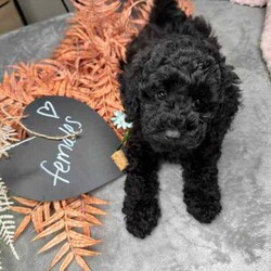Miniature poodle x toy poodle /Poodle (Miniature)/Female/Younger Than Six Months,Hello 