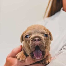 pedigree papered french bulldog puppies/French Bulldog/Male/Younger Than Six Months,Teppertown French Bulldogs proudly present our current litter from ButterBeans and Diego 