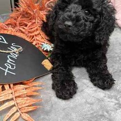 Miniature poodle x toy poodle /Poodle (Miniature)/Female/Younger Than Six Months,Hello 