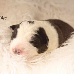 Border Collie Puppies Pedigree/Border Collie/Female/Younger Than Six Months,Wattledale Border Collies is excited to announce that we welcomed 4 absolutely gorgeous Pedigree babies on the 26/05/2024, to parents Phoebe and Keith.Puppies are currently 1 week old.We are taking expressions of interest for the following:Seal BoyDark Sable GirlChocolate Sable GirlBlack and White Girl (SOLD)Puppies will be ready to go home on the 21/07/2024 at 8 weeks of age.Mum Phoebe is a Sable long hair with a medium drive. Dad Keith is a Chocolate long hair, also with medium drive. While they love their exercise, they also love their lounge time with their family. Both dogs have absolutely wonderful natures, being very affectionate, loyal and intelligent.Early socialisation is extremely important in young puppies, and ours are lucky enough to be born onto a large property with a variety of chooks, ducks, cats, other dogs and wildlife. We also have small children.Every puppy will go to a different home with a different environment. Therefore we strive to ensure our babies are exposed to as many different things as possible in a positive way.Our Puppies will come to you*With Pedigree papers (limited registration, meaning pets only and not for breeding, Mains register can be negotiated if appropriate )*Fully vet checked*Microchipped*wormed every 2 weeks since birthA puppy pack to get you startedDNA testing results and pedigree papers of both mother and fatherIf transportation is required for interstate, this can be arranged by the new owner and at their cost.We encourage new owners to come and meet the puppies in person if possible as this helps when they go to their new homes.Both parents have been DNA tested through Orivet to ensure they are clear of any inheritable diseases that Border Collies are know for, ensuring your puppy wont ever get them.If you have any questions or would like extra photos or videos, do not hesitate to ask. Please no time wasters. Puppies will only go to approved homes so please do your research.Call, email or message or head to our facebook page Wattledale BorderCollies.We are registered breeders with the MDBA and you can clarify my registration throughhttps://www.mdba.net.au/breedercheck.htmlMDBA member number 26580