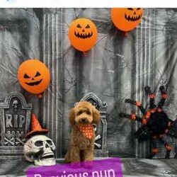 Miniature poodle x toy poodle /Poodle (Miniature)/Female/Younger Than Six Months,Hello 