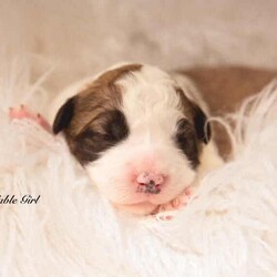 Border Collie Puppies Pedigree/Border Collie/Female/Younger Than Six Months,Wattledale Border Collies is excited to announce that we welcomed 4 absolutely gorgeous Pedigree babies on the 26/05/2024, to parents Phoebe and Keith.Puppies are currently 1 week old.We are taking expressions of interest for the following:Seal BoyDark Sable GirlChocolate Sable GirlBlack and White Girl (SOLD)Puppies will be ready to go home on the 21/07/2024 at 8 weeks of age.Mum Phoebe is a Sable long hair with a medium drive. Dad Keith is a Chocolate long hair, also with medium drive. While they love their exercise, they also love their lounge time with their family. Both dogs have absolutely wonderful natures, being very affectionate, loyal and intelligent.Early socialisation is extremely important in young puppies, and ours are lucky enough to be born onto a large property with a variety of chooks, ducks, cats, other dogs and wildlife. We also have small children.Every puppy will go to a different home with a different environment. Therefore we strive to ensure our babies are exposed to as many different things as possible in a positive way.Our Puppies will come to you*With Pedigree papers (limited registration, meaning pets only and not for breeding, Mains register can be negotiated if appropriate )*Fully vet checked*Microchipped*wormed every 2 weeks since birthA puppy pack to get you startedDNA testing results and pedigree papers of both mother and fatherIf transportation is required for interstate, this can be arranged by the new owner and at their cost.We encourage new owners to come and meet the puppies in person if possible as this helps when they go to their new homes.Both parents have been DNA tested through Orivet to ensure they are clear of any inheritable diseases that Border Collies are know for, ensuring your puppy wont ever get them.If you have any questions or would like extra photos or videos, do not hesitate to ask. Please no time wasters. Puppies will only go to approved homes so please do your research.Call, email or message or head to our facebook page Wattledale BorderCollies.We are registered breeders with the MDBA and you can clarify my registration throughhttps://www.mdba.net.au/breedercheck.htmlMDBA member number 26580