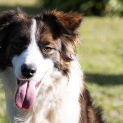 Border Collie Puppies Pedigree/Border Collie/Female/Younger Than Six Months,Wattledale Border Collies is excited to announce that we welcomed 4 absolutely gorgeous Pedigree babies on the 26/05/2024, to parents Phoebe and Keith.Puppies are currently 1 week old.We are taking expressions of interest for the following:Seal BoyDark Sable GirlChocolate Sable GirlBlack and White Girl (SOLD)Puppies will be ready to go home on the 21/07/2024 at 8 weeks of age.Mum Phoebe is a Sable long hair with a medium drive. Dad Keith is a Chocolate long hair, also with medium drive. While they love their exercise, they also love their lounge time with their family. Both dogs have absolutely wonderful natures, being very affectionate, loyal and intelligent.Early socialisation is extremely important in young puppies, and ours are lucky enough to be born onto a large property with a variety of chooks, ducks, cats, other dogs and wildlife. We also have small children.Every puppy will go to a different home with a different environment. Therefore we strive to ensure our babies are exposed to as many different things as possible in a positive way.Our Puppies will come to you*With Pedigree papers (limited registration, meaning pets only and not for breeding, Mains register can be negotiated if appropriate )*Fully vet checked*Microchipped*wormed every 2 weeks since birthA puppy pack to get you startedDNA testing results and pedigree papers of both mother and fatherIf transportation is required for interstate, this can be arranged by the new owner and at their cost.We encourage new owners to come and meet the puppies in person if possible as this helps when they go to their new homes.Both parents have been DNA tested through Orivet to ensure they are clear of any inheritable diseases that Border Collies are know for, ensuring your puppy wont ever get them.If you have any questions or would like extra photos or videos, do not hesitate to ask. Please no time wasters. Puppies will only go to approved homes so please do your research.Call, email or message or head to our facebook page Wattledale BorderCollies.We are registered breeders with the MDBA and you can clarify my registration throughhttps://www.mdba.net.au/breedercheck.htmlMDBA member number 26580