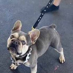 French bulldog puppies/French Bulldog/Female/Younger Than Six Months,I have 2 beautiful female French bulldogs available for their forever home . I have 1 cream and 1 lilac and tan Merle .They will be ready for there forever homes from the 5th June . Here at Sydney frenchies we focus on health first . We health test all our dogs and ensure they grow up in the most loving , caring and amazing environment.Mum is lilac and tan carrying cream and dad is chocolate and tan Merle . Both amazing health . We offer life time support .All puppies will come :Microchipped ✅Vet checked ✅Wormed✅Vaccinated ✅DNA tested ✅Toilet trained on grass Matt and puppy pads ✅I am aregistered breeder with MDBA our breeder number is 20752 . We only breed the healthiest dogs in our program . I have had really good reviews from previous litters . We take pride in producing the best French bulldogs, as this breed deserves to be bred at a top quality standard.Micro chip 900078787654346Microchip 900656543456677