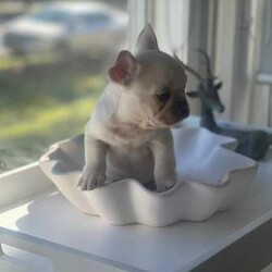 French bulldog puppies/French Bulldog/Female/Younger Than Six Months,I have 2 beautiful female French bulldogs available for their forever home . I have 1 cream and 1 lilac and tan Merle .They will be ready for there forever homes from the 5th June . Here at Sydney frenchies we focus on health first . We health test all our dogs and ensure they grow up in the most loving , caring and amazing environment.Mum is lilac and tan carrying cream and dad is chocolate and tan Merle . Both amazing health . We offer life time support .All puppies will come :Microchipped ✅Vet checked ✅Wormed✅Vaccinated ✅DNA tested ✅Toilet trained on grass Matt and puppy pads ✅I am aregistered breeder with MDBA our breeder number is 20752 . We only breed the healthiest dogs in our program . I have had really good reviews from previous litters . We take pride in producing the best French bulldogs, as this breed deserves to be bred at a top quality standard.Micro chip 900078787654346Microchip 900656543456677