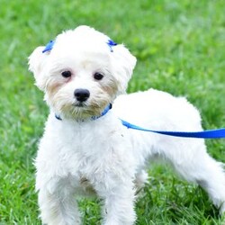 Felix/Maltipoo									Puppy/Male	/9 Weeks,Introducing the sweetest Maltipoo puppy named Felix! He has a stunning coat and big innocent eyes that will have you attached to him in no time. He is the perfect size to join you on all your everyday activities, big enough to keep up with a fast paced life, but small enough to be by your side no matter where you go! Maltipoos are known for their sweet & friendly nature, and they are generally great with kids so make wonderful family pets. We spent a lot of time with this little guy since day one, this helps him mature with confidence and also makes for a smooth transition to his new home.