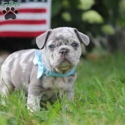 Gregory/Frenchton									Puppy/Male	/6 Weeks,Meet our darling Frenchton, Gregory, a delightful blend of French Bulldog and Boston Terrier charm. This little pup is an absolute bundle of joy, boasting an adorably wrinkled face, expressive eyes, and a compact, sturdy build that’s sure to win your heart. With their unique blend of spunk and affection, this little guy is the perfect companion for any family.This sweet puppy is not only cute but also has a playful and friendly demeanor, making them an instant favorite with everyone they meet. They are incredibly affectionate and love to snuggle, but they also have a lively side, always ready for playtime and adventures. 