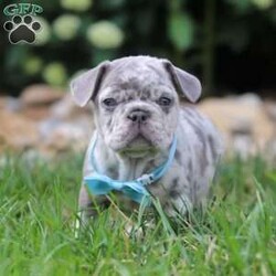 Gregory/Frenchton									Puppy/Male	/6 Weeks,Meet our darling Frenchton, Gregory, a delightful blend of French Bulldog and Boston Terrier charm. This little pup is an absolute bundle of joy, boasting an adorably wrinkled face, expressive eyes, and a compact, sturdy build that’s sure to win your heart. With their unique blend of spunk and affection, this little guy is the perfect companion for any family.This sweet puppy is not only cute but also has a playful and friendly demeanor, making them an instant favorite with everyone they meet. They are incredibly affectionate and love to snuggle, but they also have a lively side, always ready for playtime and adventures. 