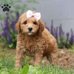 Hazel/Mini Goldendoodle									Puppy/Female	/7 Weeks,Meet Hazel, the epitome of cuteness in F1B Mini Goldendoodle form! With a silk smooth coat, her expressive eyes brimming with curiosity and sweetness twinkle with excitement. Her darling puppy antics add to her irresistible charm as she prances around with a playful bounce that melts hearts, her button nose twitches with excitement leading her on adventures to discover the wonders of the world around her. Goldendoodle puppies are friendly, intelligent, and affectionate. A cross between a Golden Retriever and a Poodle, they are quick learners and eager to please, making training a breeze. They are playful and energetic, enjoying various activities and social interactions. Goldendoodles are known for their gentle and friendly nature, getting along well with children and other pets. They are also loyal and form strong bonds with their families. With their low-shedding coats, they are often considered a good choice for people with allergies. Overall, Goldendoodles are loving, adaptable, and make wonderful family companions.