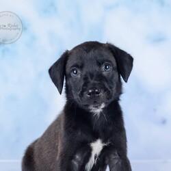 Adopt a dog:Victor/Labrador Retriever/Male/Baby,Meet Victor!

Adoption Application - Copy & Paste

https://forms.gle/FmtRtYxQNnemdkdw9

Adoption Fee: $499

This litter has 7 pups, Veronica, Violet, Maggie May, Millie, Sully ,Victor and Henry.

These puppies came to us after apparently their mother was hit by a car and died. We never saw the mother, so we don't know what breed they are. They appear to be a smaller breed, but we just don't know. We do know they're super sweet, playful, healthy and very lucky to be in our rescue.

The puppies are in foster homes with other dogs and doing well.

Here's the adoption application, please copy & paste.

https://forms.gle/FmtRtYxQNnemdkdw9

**To see all of our pets available for adoption, please copy this link.

https://www.petfinder.com/search/pets-for-adoption/?shelter_id%5B0%5D=AL450&sort%5B0%5D=recently_added

Paws of Dixie Animal Rescue adopts in the New England area. Our adoption fee includes the spay/neuter, up to date shots, Microchip, Alabama Health Certificate, and the transport service to get the new family pet to you.

The pets are delivered by a licensed transporter.

PDAR.info@gmail.com

COMPLETED APPLICATIONS TAKE PRECEDENCE OVER INQUIRIES. If you are interested in adopting, the FIRST step is to complete an application.

Please be advised that our volunteers are busy rescuing, transporting, and caring for our animals. We will respond to your application as soon as possible. Upon review of your application, the rescue in AL will contact you, so you can ask any specific questions that you may have.

NOTE: All Paws of Dixie animals are located in AL foster homes. They will be transported north after adoption.

If there is more than one decision maker in the home, all of them should be in agreement.

We DO NOT adopt to anyone under the age of 21