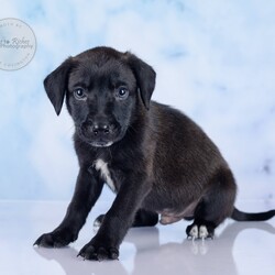 Adopt a dog:Victor/Labrador Retriever/Male/Baby,Meet Victor!

Adoption Application - Copy & Paste

https://forms.gle/FmtRtYxQNnemdkdw9

Adoption Fee: $499

This litter has 7 pups, Veronica, Violet, Maggie May, Millie, Sully ,Victor and Henry.

These puppies came to us after apparently their mother was hit by a car and died. We never saw the mother, so we don't know what breed they are. They appear to be a smaller breed, but we just don't know. We do know they're super sweet, playful, healthy and very lucky to be in our rescue.

The puppies are in foster homes with other dogs and doing well.

Here's the adoption application, please copy & paste.

https://forms.gle/FmtRtYxQNnemdkdw9

**To see all of our pets available for adoption, please copy this link.

https://www.petfinder.com/search/pets-for-adoption/?shelter_id%5B0%5D=AL450&sort%5B0%5D=recently_added

Paws of Dixie Animal Rescue adopts in the New England area. Our adoption fee includes the spay/neuter, up to date shots, Microchip, Alabama Health Certificate, and the transport service to get the new family pet to you.

The pets are delivered by a licensed transporter.

PDAR.info@gmail.com

COMPLETED APPLICATIONS TAKE PRECEDENCE OVER INQUIRIES. If you are interested in adopting, the FIRST step is to complete an application.

Please be advised that our volunteers are busy rescuing, transporting, and caring for our animals. We will respond to your application as soon as possible. Upon review of your application, the rescue in AL will contact you, so you can ask any specific questions that you may have.

NOTE: All Paws of Dixie animals are located in AL foster homes. They will be transported north after adoption.

If there is more than one decision maker in the home, all of them should be in agreement.

We DO NOT adopt to anyone under the age of 21