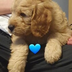 Exceptional Goldendoodle - Double Doodles/Goldendoodle/Mixed Litter/9 weeks,Description
PRICE REDUCED!!  ??THESE DELIGHTFUL PUPPIES ARE NEEDING THEIR NEW FAMILIES...COULD THAT BE YOU???
??COME AND VIEW THIS WEEKEND AND IF YOU ARE READY FOR YOUR NEW PUPPY YOU WILL BE ABLE TO TAKE HOME??
??4 boys and 3 girls available?? ?Ready now for their new homes??
**1st Vaccine and microchip done**passed all their vet checks with such positive feedback

Please contact Sharon on to discuss arrange viewing which is essential for you to see the wonderful individual character of each of these Doodles

We are so proud to announce the arrival of 10 stunning doodles

Mum (Meg) is our delightful F1b Goldendoodle and Dad (Ted) is our playful F1b Labradoodle.

Both parents can be seen.
We can also show photos of Megs parents.
Ted has successfully sired previous litters with Ebony our adorable Goldador, of which we can show photos across the past five years.

Double Doodles are hybrid dogs which inherit the physical traits of each of their parents.

They are super intelligent, friendly, energetic, easy to train and always ready to play.

The pups will be fully wormed at 2, 5 and 8 weeks, will have their first injection, microchipped, vet health check and flea treatment.

They will be ready to leave for their new families from Saturday 1st June 2024.

They will be very well socialised having being brought up in our family home, fully integrated with our other pets, teens, grandchildren and definitely reared with lots of love and affection from the whole family.

A 20% non refundable deposit will be required to secure your choice of puppy and the balance will be payable on or before collection.

Black Boy
Pale Blue Boy
Brown Boy
Blue Boy
Orange Girl
Yellow Girl
Grey Girl - Reserved
Red Girl
Green Girl
White Girl

When a deposit has been received you will be added to a WhatsApp group were daily updates/videos will be uploaded so you can be part of your puppies journey.


Thank you
Sharon