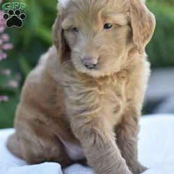 Hazel/Mini Goldendoodle									Puppy/Female	/8 Weeks,Meet my darling F1Minigoldendoodle babies!! These lil pups can not wait to fulfill all your dreams!! They would make the perfect companion to go camping,or going on those long summer evening walks! They are vetchecked,microchipped and uptodate with their vaccinations!! Also I offer a 1 year genetic health guarantee as well…