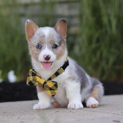 Gus/Pembroke Welsh Corgi									Puppy/Male	/7 Weeks,Meet Gus, the epitome of cuteness in Pembroke Welsh Corgi form! With a silk smooth coat, his expressive eyes brimming with curiosity and sweetness twinkle with excitement. His darling puppy antics add to his irresistible charm as he prances around with a playful bounce that melts hearts, his button nose twitches with excitement leading him on adventures to discover the wonders of the world around him. Corgi puppies are intelligent, playful, and affectionate. They are quick learners and enjoy engaging in lively activities. Known for their alertness, they make excellent watchdogs. Corgis are generally friendly and get along well with children and other pets, although they can be a bit stubborn. Overall, they are loving and form strong bonds with their human families.