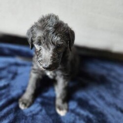 Bedlington whippets, the most stunning example./Bedlington whippets/Male/5 weeks,Stunning examples of first cross second generation.

Selective breading to produce a high quality litter, these puppys will excel in all ways you would expect to see from a bedlington whippet, be it a loyal family dog with a caring nature towards family and children or in the field or on a show platform.

Our fur baby's have been brought up around children and a family household.

4 beautiful boys currently 3 weeks old.

Both mother and father are a testament to the breed, chase the father been an all around perfect example and multiple show winning dog brought up around family life with children.

Bella the mother is a beautiful example of a bedlington whippet being a plassid layed back loving dog who also lives her daily life around her siblings (our children).



Puppys will come with an experienced knowledge of sighthound nature, be it a phone call away.

Both parents where ct clear as of there parents being so.

All puppys are starting to develop there broken coat and turning grey in colour with striking electric blue eyes.

Viewing of the sire can also be arranged iff needed.

Any questions or queries don't be afraid to ask.