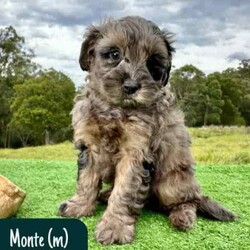 STUNNING Cavoodle Pups With Unique Colours/Other/Both/Younger Than Six Months,This gorgeous litter of F1b Cavoodle's were born on the 12th of April. They will be ready for their new homes from the 7th of June.Puppies have come from health/DNA tested parents and will go home with a health guarantee.Pups are vet checked, microchipped and vaccinated.We welcome families to come and visit pups, meet us, parents and view our facilities.For more information on us please check out our website. 