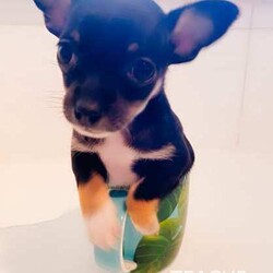 ❤️AMAZING TEACUP CHIHUAHUA PUPS!!!/Chihuahua (Smooth Coat)/Both/Younger Than Six Months,ABSOLUTELY INCREDIBLE PUREBRED CHIHUAHUA PUPS!!!