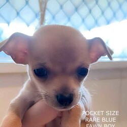 ❤️AMAZING TEACUP CHIHUAHUA PUPS!!!/Chihuahua (Smooth Coat)/Both/Younger Than Six Months,ABSOLUTELY INCREDIBLE PUREBRED CHIHUAHUA PUPS!!!