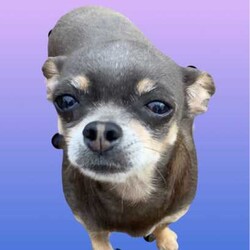 ❤️AMAZING TEACUP CHIHUAHUA PUPS!!!/Chihuahua (Smooth Coat)/Both/Younger Than Six Months,ABSOLUTELY INCREDIBLE PUREBRED CHIHUAHUA PUPS!!!