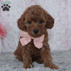 Natasha/Miniature Poodle									Puppy/Female	/7 Weeks,To contact the breeder about this puppy, click on the “View Breeder Info” tab above.