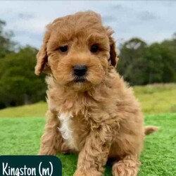 STUNNING Cavoodle Pups With Unique Colours/Other/Both/Younger Than Six Months,This gorgeous litter of F1b Cavoodle's were born on the 12th of April. They will be ready for their new homes from the 7th of June.Puppies have come from health/DNA tested parents and will go home with a health guarantee.Pups are vet checked, microchipped and vaccinated.We welcome families to come and visit pups, meet us, parents and view our facilities.For more information on us please check out our website. 