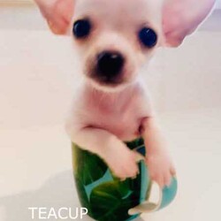 ❤️AMAZING TEACUP CHIHUAHUA PUPS!!!/Chihuahua (Smooth Coat)/Both/Younger Than Six Months,ABSOLUTELY INCREDIBLE PUREBRED CHIHUAHUA PUPS!!!