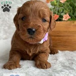 Chapel/Mini Goldendoodle									Puppy/Female	/6 Weeks,Meet Chapel, a spunky small girl. She loves to jump around outside and rip up the grass ! She has been raised with kids and acclimated to sounds and textures ! 