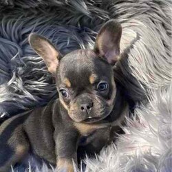 French Bulldog puppies Blue and Tan/French Bulldog/Both/Younger Than Six Months,READY TO LEAVE FOR THEIR NEW HOMES 26/5I have 1 male and 3 female French Bulldog puppies for sale BORN 31/3 They are blue and tan. Puppies are wormed and microchipped and have puppy packs These puppies have wide open nostrils and have gentle playful natures