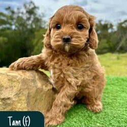 STUNNING Cavoodle Pups With Unique Colours/Other/Both/Younger Than Six Months,This gorgeous litter of F1b Cavoodle's were born on the 12th of April. They will be ready for their new homes from the 7th of June.Puppies have come from health/DNA tested parents and will go home with a health guarantee.Pups are vet checked, microchipped and vaccinated.We welcome families to come and visit pups, meet us, parents and view our facilities.For more information on us please check out our website. 