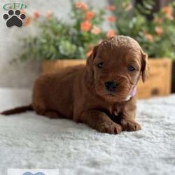 Chapel/Mini Goldendoodle									Puppy/Female	/6 Weeks,Meet Chapel, a spunky small girl. She loves to jump around outside and rip up the grass ! She has been raised with kids and acclimated to sounds and textures ! 