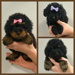 Mini Poodle Puppies PUREBRED/Poodle (Miniature)/Both/Younger Than Six Months,✨SERIOUS ENQUIRIES ONLY✨We have 3 absolutely adorable Miniature Poodle puppies left for sale, ready for their fur-ever homes !!