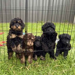 Mini Poodle Puppies PUREBRED/Poodle (Miniature)/Both/Younger Than Six Months,✨SERIOUS ENQUIRIES ONLY✨We have 3 absolutely adorable Miniature Poodle puppies left for sale, ready for their fur-ever homes !!
