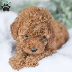 Kaden/Mini Goldendoodle									Puppy/Male	/7 Weeks,Say Hello to this happy, freindly little darling! He is looking for a family to love and adopt. If you love being snuggled, and having a fur baby who will follow you everywhere, this little guy will steal your heart! He loves to shower you with kisses!