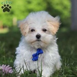 Grant/Maltipoo									Puppy/Male	/13 Weeks,Grant cute little face is what dreams are made of! His expressive eyes are just begging you to hold him and love on him. He is a super smart little guy with boundless happy energy, always ready for the next adventure! Though small, he is mighty at heart with his “big dog” personality. He would love going everywhere with you…running errands, beach vacations, or just exploring the backyard. He has been loved and doted on thus far in his life, giving him a great start and helping him be more comfortable in the world around him. He is Microchipped and we kept him current on vaccines and dewormer and has had his first puppy vet exam done. We also include a Health Guarantee. Mama is a super sweet poodle named Angel weighing in at a darling 8 lbs. Dad is a handsome Maltese named Walter. If you want to schedule a visit with this little one or have any questions you can text or call me -Mark Yoder 