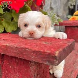 Binky/Havanese									Puppy/Female	/7 Weeks,  Binky is an adorable little cream and white  Akc registered havanese puppy! Family raised and well socialized! Up to date with all shots and dewormings! Comes with a health guarantee! Delivery available! Contact us today to get your new family member!