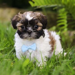 Dreamer/Shih Tzu									Puppy/Male	/8 Weeks,Introducing Dreamer, the sweetest Shih Tzu boy with the most DARLING face! Who can say no to those eyes? 