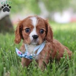 Benji/Cavalier King Charles Spaniel									Puppy/Male	/8 Weeks,Meet Benji, our adorable Cavalier King Charles Spaniel who is ready to steal your heart with his charm and sweetness. With his beautiful, flowing coat of rich chestnut and white, and his big, expressive eyes, this precious pup is a picture of classic Cavalier elegance. This little guy is more than just good looks; his gentle and affectionate nature makes him a perfect companion for families, singles, and seniors alike. 