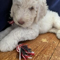*1 left *Goldendoodle x labradoodle double doodle pups/Goldendoodle x labradoodle/Mixed Litter/8 weeks,Our beautiful family labradoodle has had her first litter of beautiful pups.

??mum is our lovely 2 year old multigenerational standard labradoodle who has the most beautiful temperament. She shares her home with our cat whom she is great with, family of three children to play with and is great with the daily visits from my clients of whom adore her.
She has been a dream to train and is incredibly intelligent and easy going.

??dad is our family friend’s joyful F1b goldendoodle. He has the most incredible merle colouring, soft coat and is a very handsome boy. He’s very intelligent, was easy trained and is always out at work with his owner. He shares he’s home with another smaller breed dog and they adore each other. Dad can’t go far without being stopped and given tons of attention due to his beautiful looks.

These beautiful pups will have mum and dad’s hypoallergenic coats, and beautiful curls.
All pups will be around house hold sounds,like hovers, tvs, etc… they will be used to playful children, very socialised and will have been taught the basics of toilet training, sit, weaned onto puppy food and used to stairs for when they are ready to leave for there forever homes.


White/ cream - boy £800



?? Pups will be health checked, microchipped and 1st vaccinations will have been done when pups leave. They will also arrive home with a puppy pack full of pups information,
Birth certificate, weight information, food information, vet checks and vaccination forms, and a snuggle blanket with mums sent.
?? A phone call will be required before any viewings for safety reasons for both pups and us.

?? A deposit of £200 will be required to secure your pup. This is non refundable. We ask for no time wasters as we would like to unite these little pups with their forever loving homes. ??