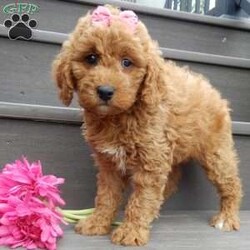 Sylvie/Mini Goldendoodle									Puppy/Female	/8 Weeks,Prepare to fall in love !!! My name is Sylvie and I’m the sweetest little F1b mini goldendoodle looking for my furever home! One look into my warm, loving eyes and at my silky soft coat and I’ll be sure to have captured your heart already! I’m very happy, playful and very kid friendly and I would love to fill your home with all my puppy love!! I am full of personality, and I give amazing puppy kisses! I stand out way above the rest with my beautiful fluffy red coat !! I will come to you vet checked, microchipped and up to date on all vaccinations and dewormings . I come with a 1-year guarantee with the option of extending it to a 3-year guarantee and shipping is available! My mother is Jody, our 32#mini goldendoodle with a heart of gold and my father is Zeke, our handsome 10#apricot and white toy poodle and he has been genetically tested clear! Both of my parents are very sweet and kid friendly which will make me the same and they are available to meet!! I will grow to approx 18-23# and I will be hypoallergenic and nonshedding! Why wait when you know I’m the one for you? Call or text Martha to make me the newest addition to your family and get ready to spend a lifetime of tail wagging fun with me! (7% sales tax on in home pickups)