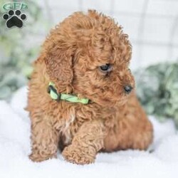 Kaden/Mini Goldendoodle									Puppy/Male	/7 Weeks,Say Hello to this happy, freindly little darling! He is looking for a family to love and adopt. If you love being snuggled, and having a fur baby who will follow you everywhere, this little guy will steal your heart! He loves to shower you with kisses!